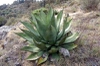 Agave salmiana form