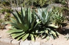 Agave salmiana form