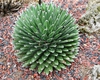 Queen Victoria's agave form