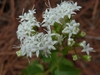 A. altissima flowers