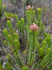 A. vaccinifolia form