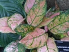 pink and white variegated foliage