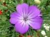 purple flower