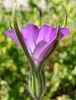 Close up of flower