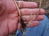 Uprooted plant showing stolons.