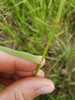 Stem with leaf and sheath