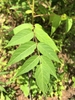 Pinnately compound leaf (Summer, Mitchell Co., NC)