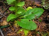 Closeup of leaves