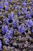 Ajuga reptans