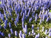 Ajuga reptans - mass planting wide shot