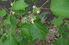 Alangium chinense