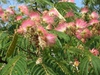 Albizia julibrissin