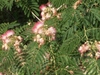 Albizia julibrissin Leaves and Flower