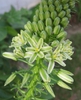 Albuca bracteata