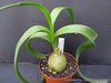 Albuca leaf and seed