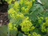 Alchemilla mollis