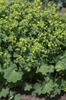 Alchemilla mollis