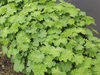 Alchemilla mollis