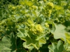 Alchemilla mollis