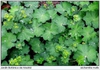 Alchemilla mollis