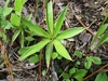 Basal rosette of leaves