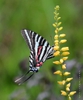 Flower with butterfly