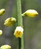 Flower and stem