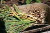 Tray of harvested garlic with roots and leaves attached.