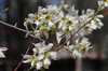 Amelanchier x grandiflora