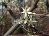 Amelanchier x grandiflora