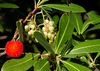 Flowers, leaves, fruit