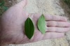 Leaves top and undersides