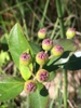 Unripe fruits