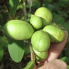 Green Fruit