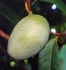 Asimina triloba 'Shenandoah'