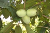 Asimina triloba 'Wabash'