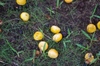 fallen fruits and endocarps in the grass below a palm.