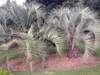 Two short palms with gray, pinnate, arching leaves.