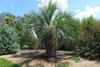 Solitary thick-trunked palm with arching pinnate leaves.