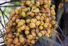 cluster of large, yellow fruits