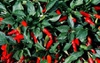 Capsicum annuum (Longum group)