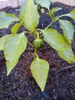 Capsicum annuum