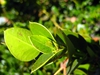 Leaves