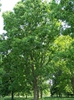 Carya illinoinensis