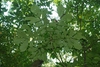 Compound leaves (North Carolina, US)-Early Fall