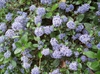 Ceanothus thyrsiflorus