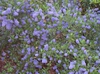 Ceanothus thyrsiflorus