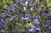 Ceanothus thyrsiflorus