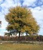 Celtis laevigata