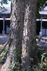 Celtis occidentalis Bark